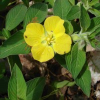 Ludwigia peruviana (L.) H.Hara